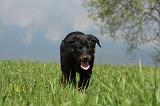 BEAUCERON - PUPPIES 191